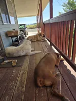 Rambo, a male Great Pyrenees and Rhodesian Ridgeback for sale in Loma, CO – 8 of 9