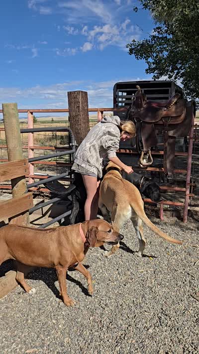 Rambo, a male Great Pyrenees and Rhodesian Ridgeback for sale in Loma, CO – 9 of 9
