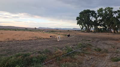 Rambo, a male Great Pyrenees and Rhodesian Ridgeback for sale in Loma, CO – 6 of 7