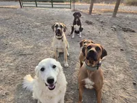 Rambo, a male Great Pyrenees and Rhodesian Ridgeback for sale in Loma, CO – 7 of 7