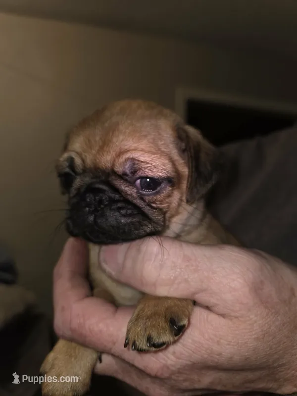 Penny – Pug puppy for sale in Broken Arrow, OK