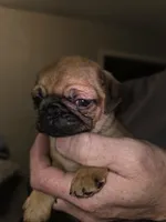 Penny, a female Pug for sale in Broken Arrow, OK – 1 of 2