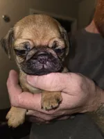 Penny, a female Pug for sale in Broken Arrow, OK – 2 of 2