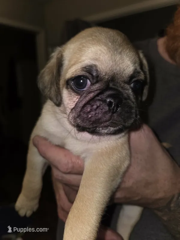 Fergus – Pug puppy for sale in Broken Arrow, OK
