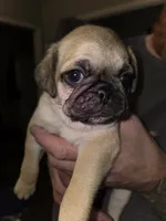 Fergus, a male Pug for sale in Broken Arrow, OK – 1 of 2