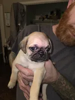 Fergus, a male Pug for sale in Broken Arrow, OK – 2 of 2