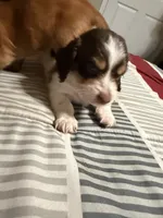 Puppy 6 , a male Dachshund for sale in Lake Stevens, WA – 2 of 5