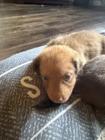 Puppy 3 , a male Dachshund for sale in Lake Stevens, WA – 3 of 4