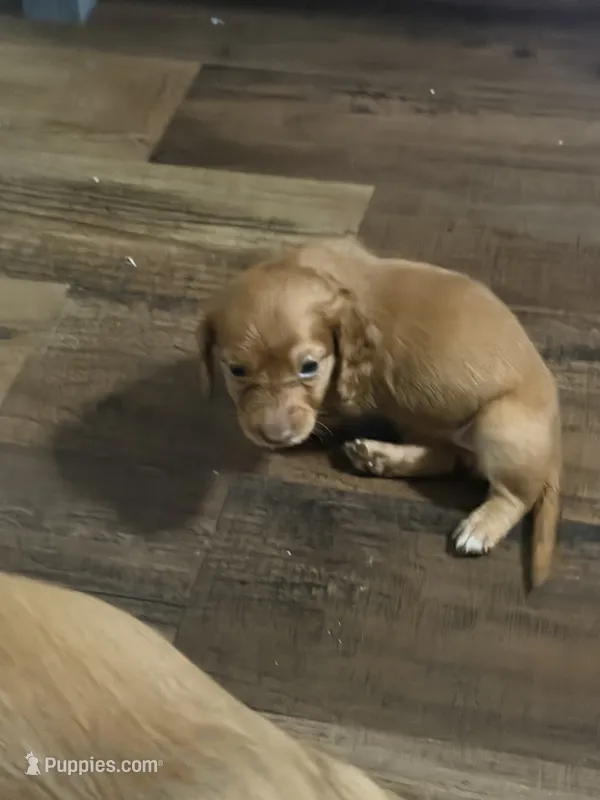 Puppy 2  – Dachshund puppy for sale in Lake Stevens, WA