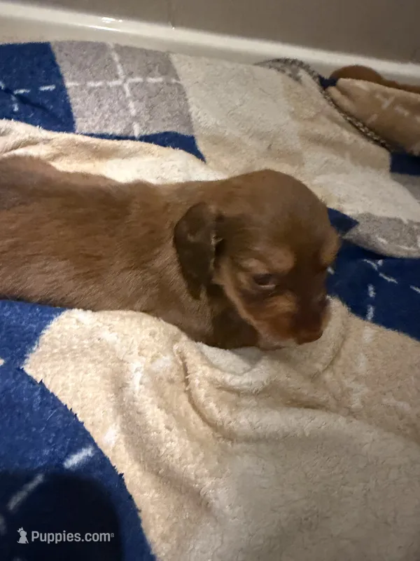 Puppy 1  – Dachshund puppy for sale in Lake Stevens, WA