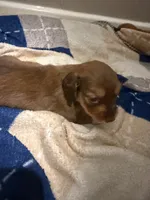 Puppy 1 , a male Dachshund for sale in Lake Stevens, WA – 1 of 5
