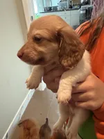 Puppy 4 , a male Dachshund for sale in Lake Stevens, WA – 3 of 4