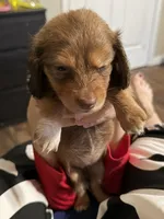 Puppy 7 , a female Dachshund for sale in Lake Stevens, WA – 1 of 5