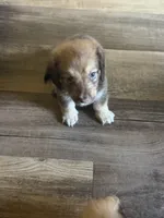 Puppy 1 , a male Dachshund for sale in Lake Stevens, WA – 5 of 5