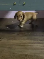 Puppy 2 , a female Dachshund for sale in Lake Stevens, WA – 2 of 4