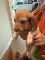 Puppy 4 , a male Dachshund for sale in Lake Stevens, WA – 2 of 4