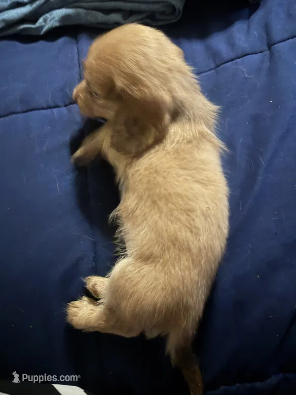 Puppy 5  – Dachshund puppy for sale in Lake Stevens, WA