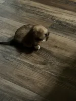 Puppy 7 , a female Dachshund for sale in Lake Stevens, WA – 2 of 5