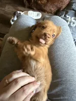 Puppy 3 , a male Dachshund for sale in Lake Stevens, WA – 2 of 4