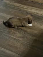 Puppy 7 , a female Dachshund for sale in Lake Stevens, WA – 3 of 5