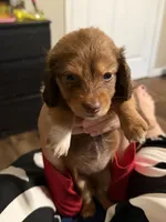Puppy 7 , a female Dachshund for sale in Lake Stevens, WA – 5 of 5