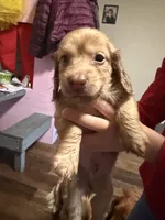 Puppy 5 , a male Dachshund for sale in Lake Stevens, WA – 4 of 4