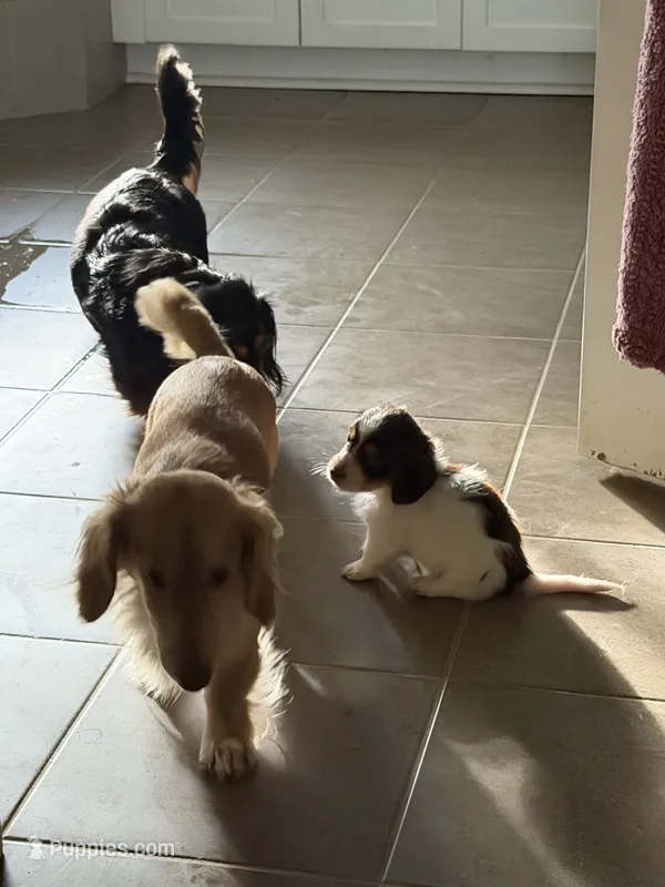 Puppy 6  – Dachshund puppy for sale in Lake Stevens, WA
