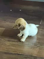 Puppy 4 , a male Dachshund for sale in Lake Stevens, WA – 4 of 4