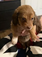 Puppy 7 , a female Dachshund for sale in Lake Stevens, WA – 4 of 5