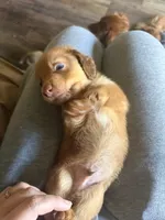 Puppy 3 , a male Dachshund for sale in Lake Stevens, WA – 4 of 4