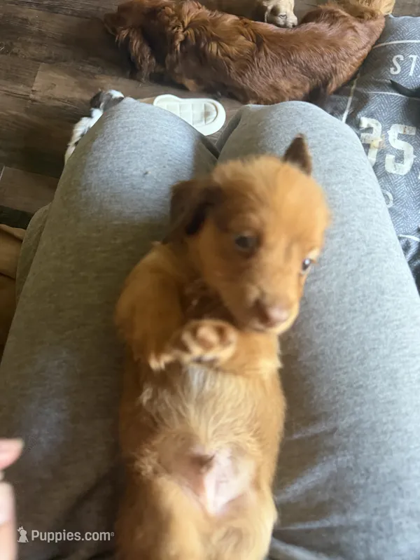 Puppy 3  – Dachshund puppy for sale in Lake Stevens, WA