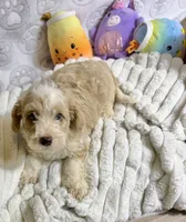 Ruben, a male Goldendoodle for sale in Houston, TX – 6 of 6