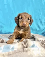 Canelo, a male Miniature Dachshund for sale in Houston, TX – 4 of 8
