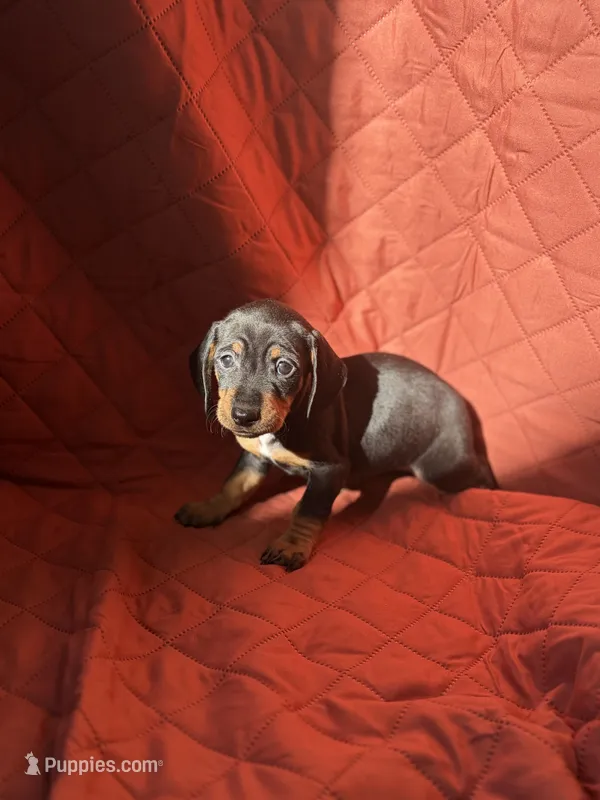 Nami – Miniature Dachshund puppy for sale in Houston, TX