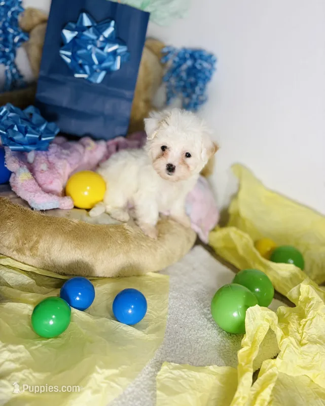 Aries – Maltipoo puppy for sale in Houston, TX
