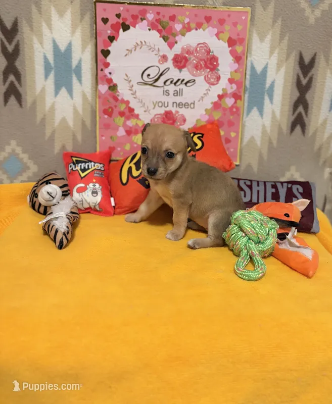 Daisy – Chihuahua puppy for sale in Houston, TX