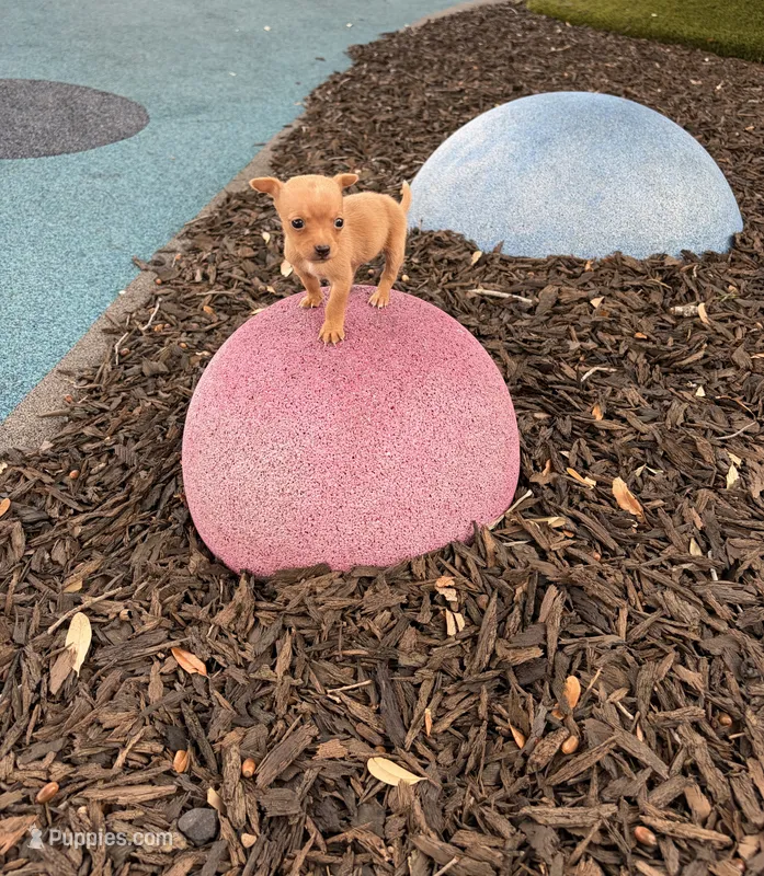 Emely – Chihuahua puppy for sale in Houston, TX