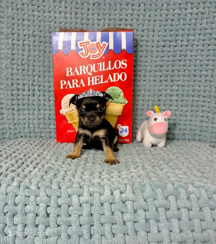 Tinker – Chihuahua puppy for sale in Houston, TX