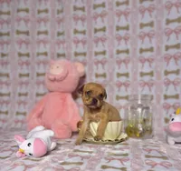 Tinker, a female Chihuahua for sale in Houston, TX – Photo 5 of 6