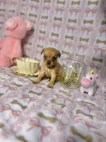 Tinker, a female Chihuahua for sale in Houston, TX – Photo 4 of 6