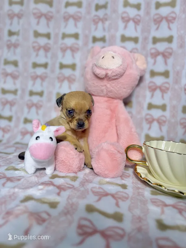 Tinker – Chihuahua puppy for sale in Houston, TX