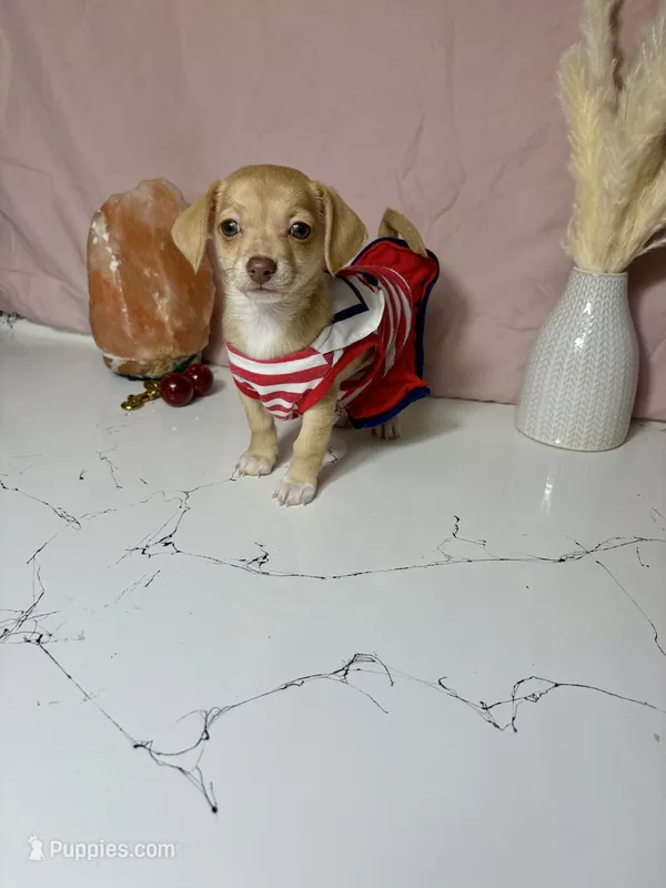 Millie – Chihuahua puppy for sale in Houston, TX