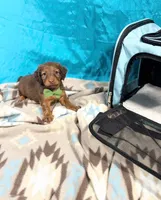 Canelo, a male Miniature Dachshund for sale in Houston, TX – 5 of 8