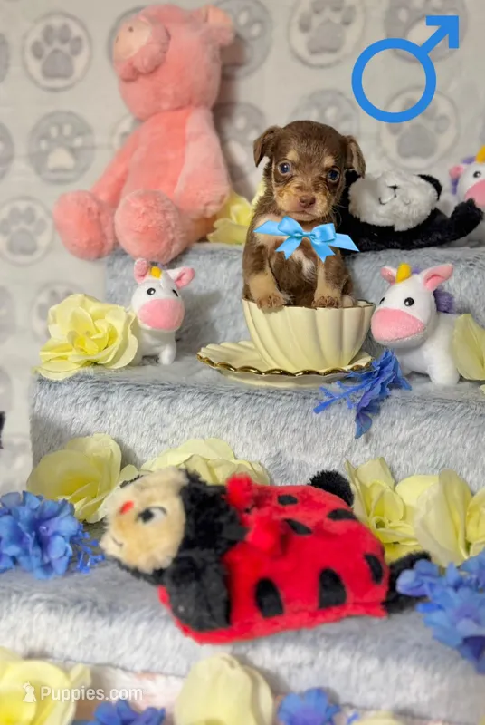 Cooper – Chihuahua puppy for sale in Houston, TX