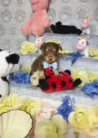 Cooper, a male Chihuahua for sale in Houston, TX – Photo 5 of 8