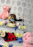 Cooper, a male Chihuahua for sale in Houston, TX – Photo 7 of 8