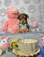 Cooper, a male Chihuahua for sale in Houston, TX – Photo 2 of 8