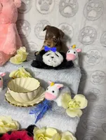 Cooper, a male Chihuahua for sale in Houston, TX – Photo 6 of 8