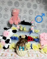 Cooper, a male Chihuahua for sale in Houston, TX – Photo 8 of 8