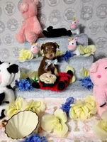 Cooper, a male Chihuahua for sale in Houston, TX – Photo 4 of 8